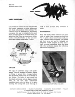 Insect answers: Lady beetles