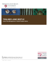 Tenlined June beetle : Polyphylla decemlineata Say (Coleoptera: Scarabaeidae: Melolonthinae)