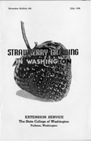 Strawberry growing in Washington
