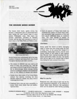 The bronze birch borer