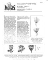 Slenderflower thistle (Carduus tenuiflorus Curt.), Italian thistle (Carduus pycnocephalus L.), plumeless thistle (Carduus acanthoides L.)