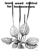 Lawn weed control for homeowners