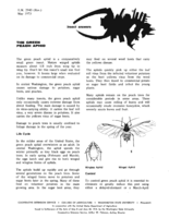 Insect answers: The green peach aphid