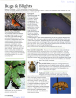 Bugs and Blights, February 2013