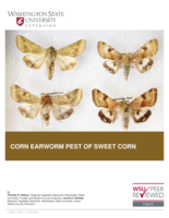 Corn earworm pest of sweet corn