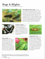 Bugs and Blights, June 2013