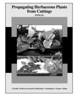 Propagating Herbaceous Plants from Cuttings