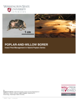 Poplar-and-willow borer: Cryptorhynchus lapathi (L.) (Coleoptera: Curculionidae)