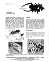 Insect answers: Hover or syrphid flies