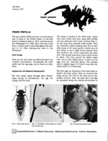 Pear psylla