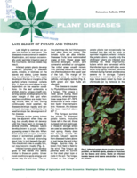 Plant diseases: Late blight of potato and tomato