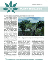 Eutypa dieback of grapevine in Washington