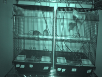 Video 18: Nighttime recording, pine siskins housed as pairs, spring