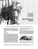House plant pests
