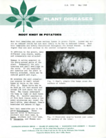 Plant diseases: Root knot in potatoes
