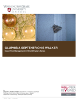 Gluphisia septentrionis Walker: (Lepidoptera: Notodontidae)