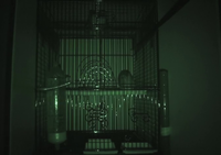 Video 24: Nighttime recording, pine siskins housed individually, winter