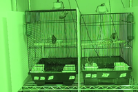 Video 11: Daytime recording, pine siskins housed as pairs, spring