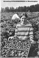 Growing strawberries in Washington