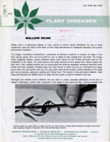 Plant diseases: Willow scab