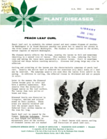 Plant diseases: Peach leaf curl