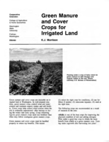 Green manure and cover crops for irrigated land