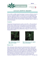 Alfalfa Downy Mildew