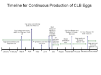 Timeline for continuous production of CLB eggs