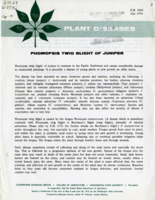 Phomopsis twig blight of juniper