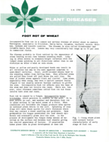 Plant diseases: Foot rot of wheat