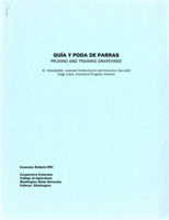 Guia y poda de parras (pruning and training grapevines)