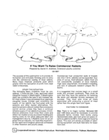 If you want to raise commercial rabbits