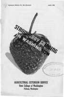 Strawberry growing in Washington