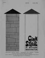 Corn silage in western Washington
