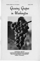 Growing grapes in Washington