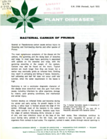 Plant diseases: Bacterial canker of prunus