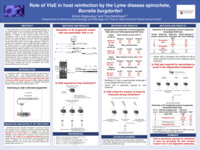 Role of VIsE in host reinfection by the lyme disease spirochete, borretia burgdorferi