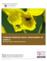 Cabbage seedpod weevil management in canola