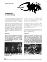 Root weevils on berry crops