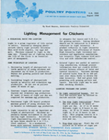 Lighting management for chickens