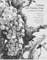 Trellising and training grapes for production in Washington