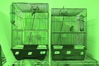 Video 04: Daytime recording, pine siskins housed individually, spring