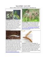 Bugs and Blights, June 15, 2020