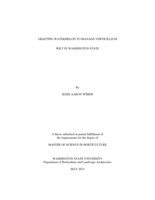 Grafting watermelon to manage verticillium wilt in Washington state