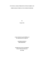 Functional characterization of human hMRE11 and hMRE11-hMLH1 interplay in DNA mismatch repair