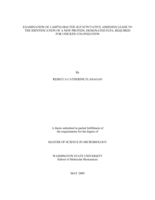 Examination of Campylobacter jejuni putative adhesins leads to the identification of a new protein, designated FlpA, required for chicken colonization