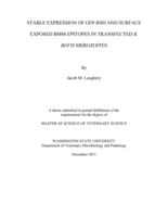 Stable expression of GFP-BSD and surface exposed BM86 epitopes in transfected B. bovis merozoites