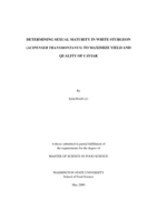 Determining sexual maturity in white sturgeon (Acipenser transmontanus) to maximize yield and quality of caviar