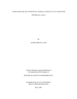 Campylobacter jejuni motility is regulated by co-culture with epithelial cells
