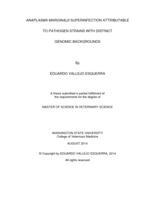 Anaplasma marginale superinfection attributable to pathogen strains with distinct genomic backgrounds